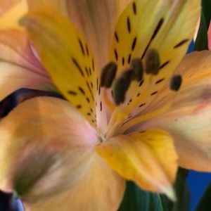 Meet your Posher, Tripat kaur